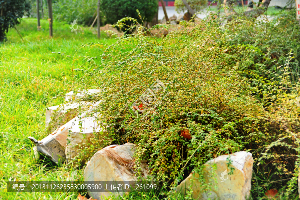 建筑,園林,景觀,（可放大）