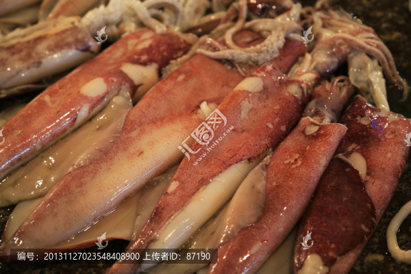 魷魚