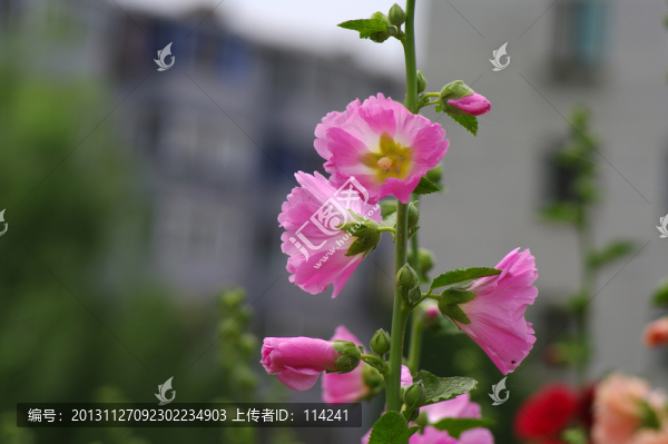 蜀葵