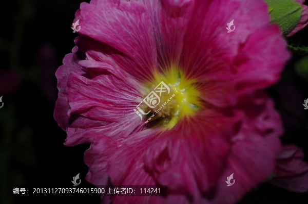 蜀葵