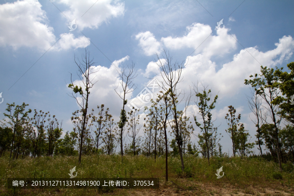 崇明島,東平國家森林公園,戶外