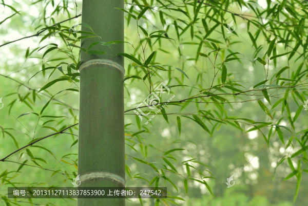 綠竹