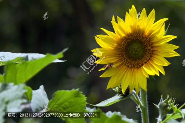 向日葵
