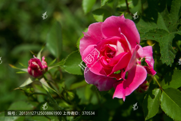 玫瑰花