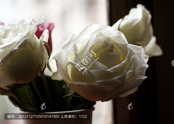 玫瑰花
