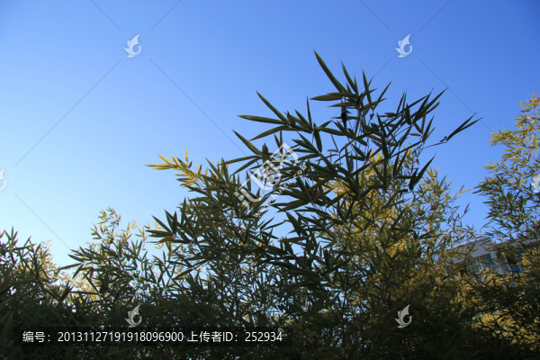 竹葉