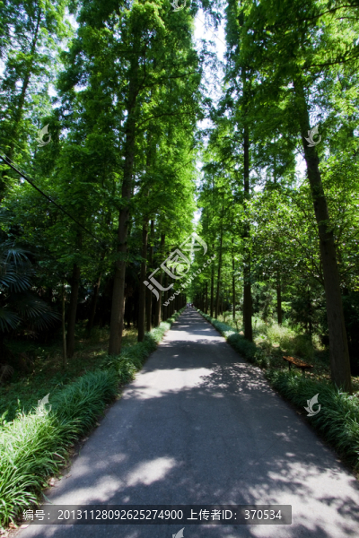 崇明島,東平國(guó)家森林公園,戶(hù)外