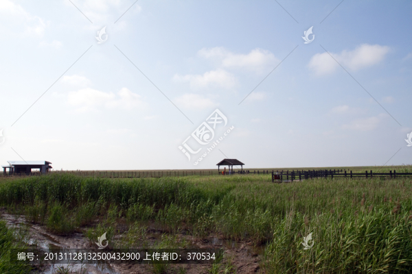 崇明東灘濕地,藍天,自然,戶外