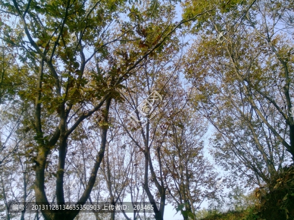 板栗樹