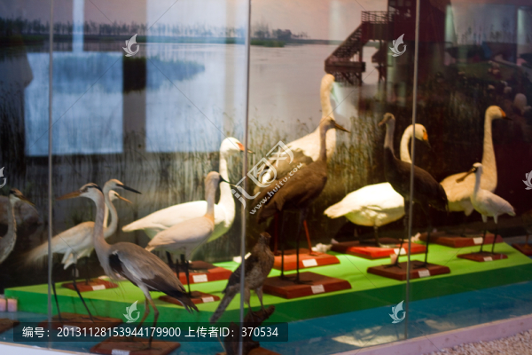 崇明東灘濕地公園,鳥類,標(biāo)本