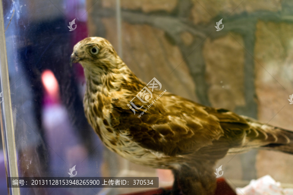 崇明東灘濕地公園,鳥類,標(biāo)本