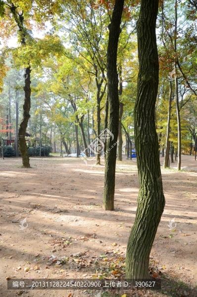 小樹林