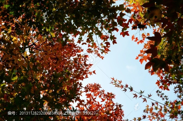秋天的紅楓樹