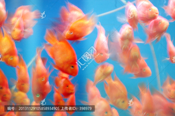 金魚,魚缸