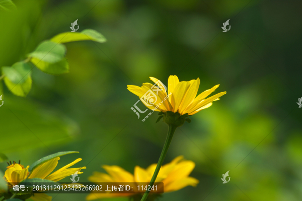 金雞菊