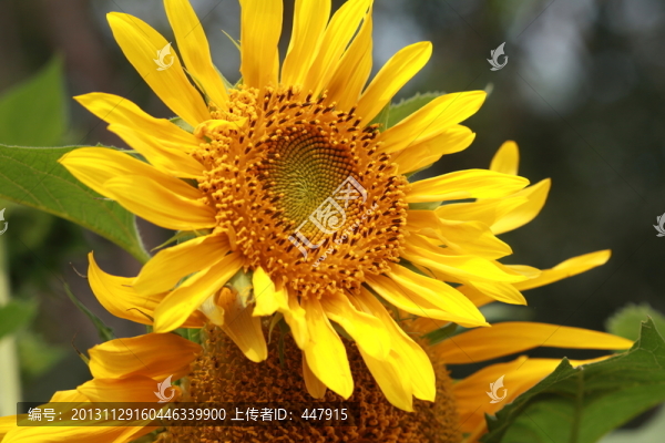 向日葵