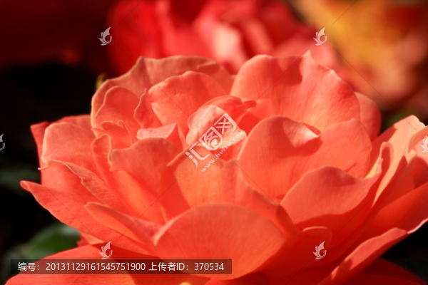 月季花朵