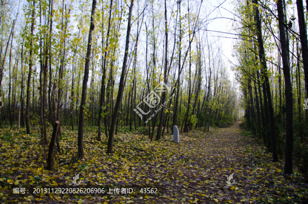 樹林