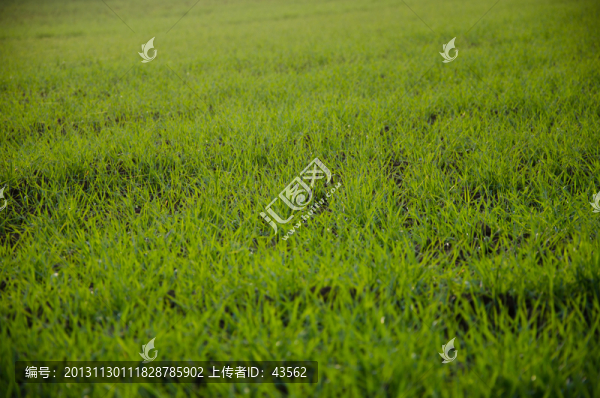 小麥地,背景,素材