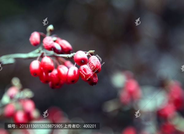 山茱萸的果實(shí)