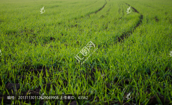 小麥地,背景,素材