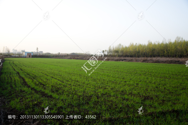 小麥地