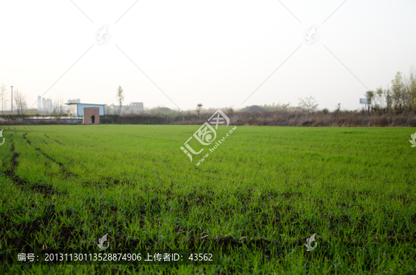 小麥地