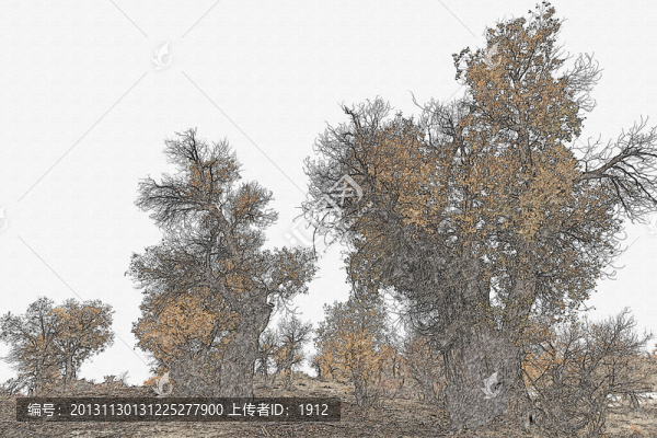 素描,胡楊林