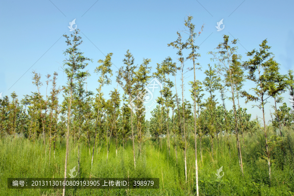 樹林