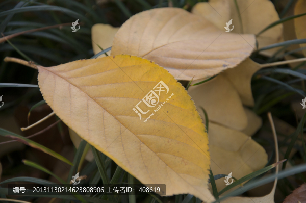 冬日落葉