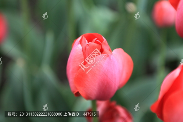 美麗郁金香