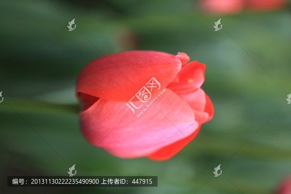 美麗郁金香