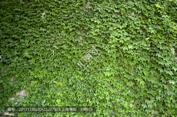 爬墻虎