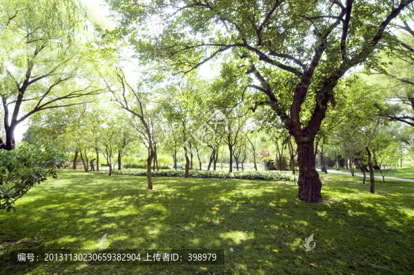 樹林草地