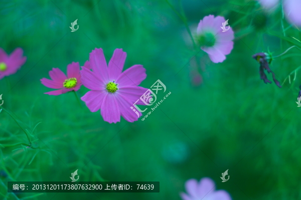 格?；?波斯菊