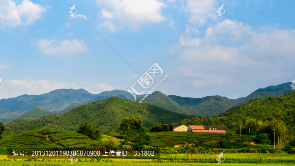 茶山