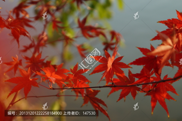 紅楓