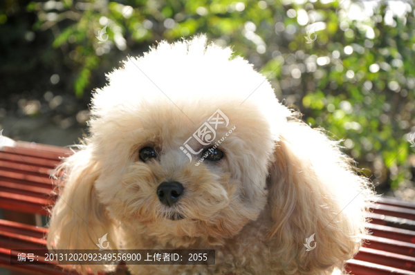 貴賓狗