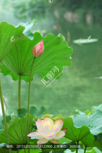 荷花荷葉與花蕾