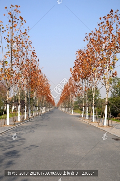 秋景秋色,道路