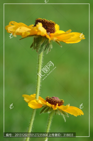 黃色小花