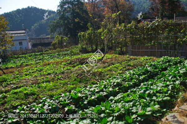 原生態(tài)農(nóng)田