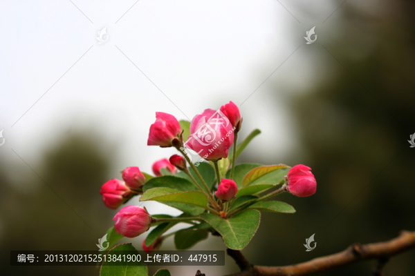 海棠花,春天