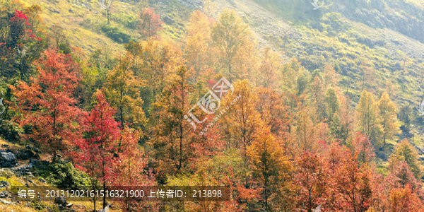 秋景