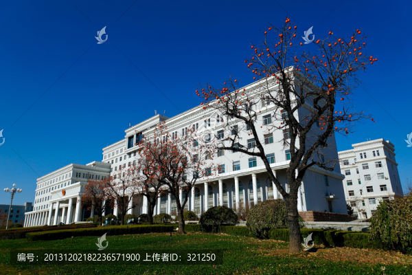 綠化帶柿子樹(shù),建筑
