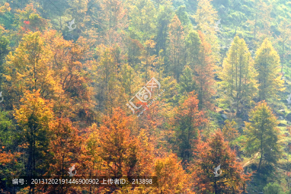樹林,山林