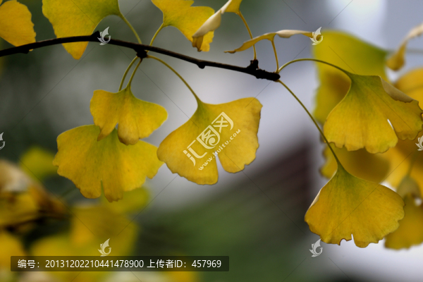銀杏