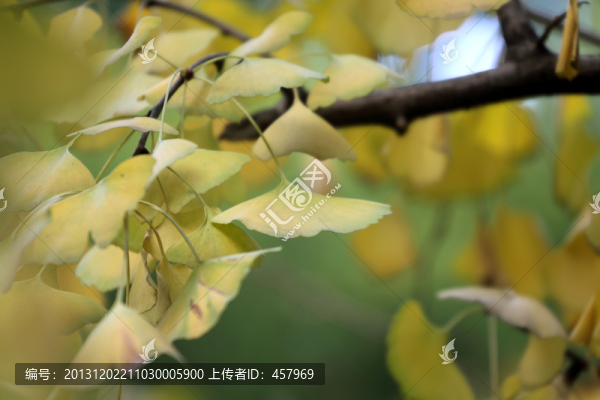 銀杏