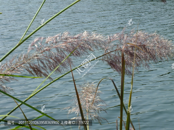 蘆葦草