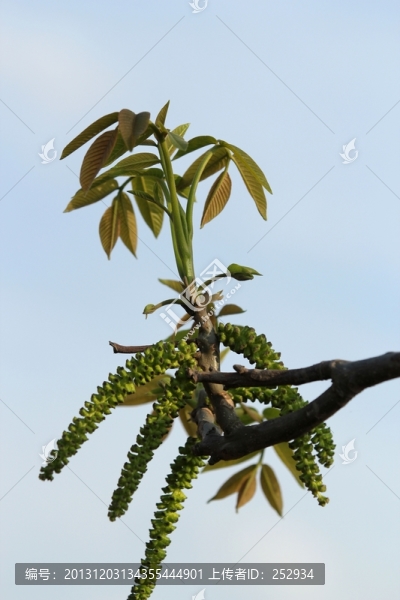春芽